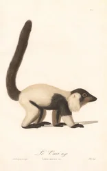 Lemure dalla cresta bianca e nera (Lemur macaco)