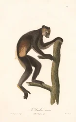 Indri nero (Indri Niger)
