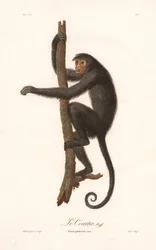 Scimmia ragno nero (Simia paniscus)