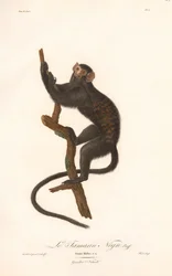 Tamarino nero (Simia Midas)