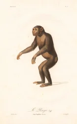 Scimpanzé (Simia troglodytes)