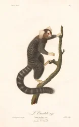 Uistitì comune (Simia jacchus)