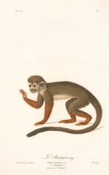 Scimmia scoiattolo comune (Simia sciurea)