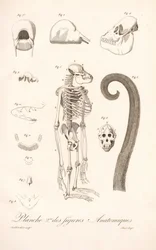 Anatomia comparata dei primati, secondo piatto