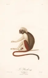 Tamarino dalla cima di cotone (Simia Oedipus)