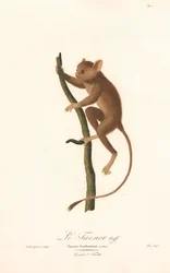 Tarsio di Daubenton (Tarsius daubentoni)