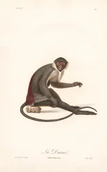 Diana Monkey (Simia Diana)