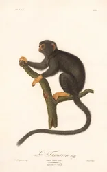 Tamarino dalle mani d