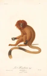 Leone d