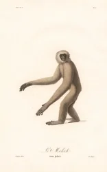 Langur grigio (Simia moloch)