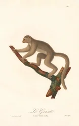 Lemure topo grigio (Lemur griseus)