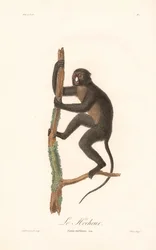 Scimmia dal naso a punta maggiore (Simia nictitans)