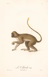 Scimmia verde (Simia Sabaea)