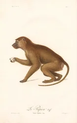 Babbuino della Guinea (Simia Sphinx)