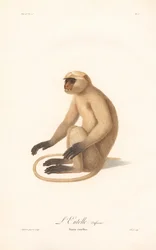 Langur Hanuman (Simia entellus)
