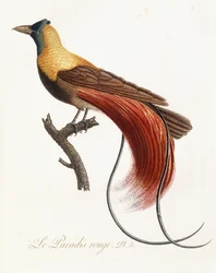 Il Paradiso Rosso, 1802