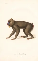 Mandrillo (Simia Maimon)