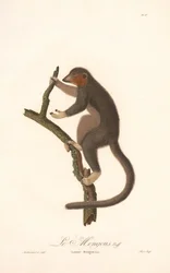 Lemure mangusta (Lemur Mongoz)
