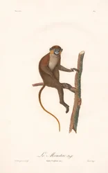 Scimmia baffuta (Simia cephus)