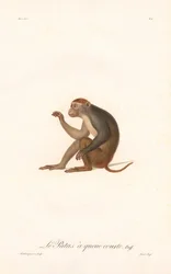 Scimmia Patas (Simia Patas)