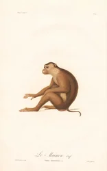 Macaco dalla coda di maiale (Simia nemestrina)