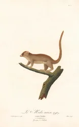 Lemure topo pigmeo (Lemur pusillus)