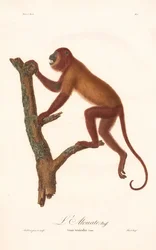 Scimmia urlatrice rossa (Simia seniculus)