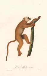 Lemure rosso (Lemur rufus)