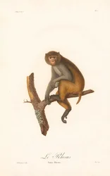 Macaco Rhesus (Simia Rhesus)