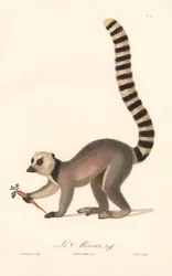 Lemure dalla coda ad anelli (Lemur catta)