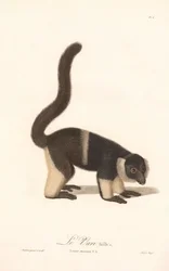 Varietà di lemure arruffato (Lemur macaco V.A.)
