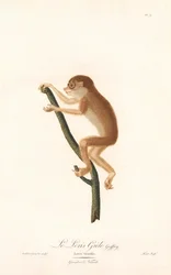 Loris snello (Loris gracilis)