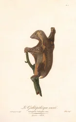 Lemure volante maculato (Galeopithecus variegatus)