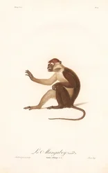 Variante della scimmia Grivet (Simia aethiops v.a.)