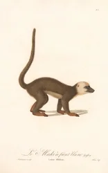 Lemure dalla fronte bianca (Lemur albifrons)