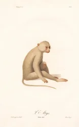 Gibbone dalle mani bianche (Simia alys)