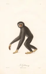 Gibbone dalle mani bianche (Simia lar)