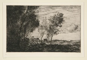 Nelle dune: ricordo del bosco dell