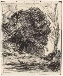 Alberi su un pendio montano