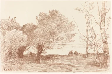 Salici e Pioppi Bianchi