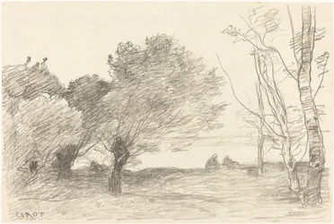 Salici e pioppi bianchi