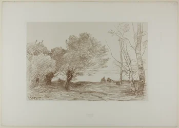 Salici e pioppi bianchi