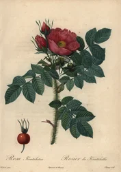 Rosa giapponese cremisi; Rosa rugosa