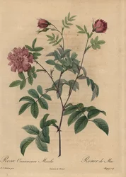 Rosa cannella rosa, Rosa majalis