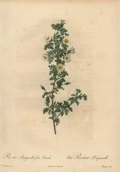 Rosa burnet bianca, Rosa pimpinellifolia Pumila