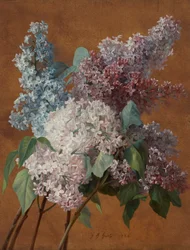 Uno studio sui lillà