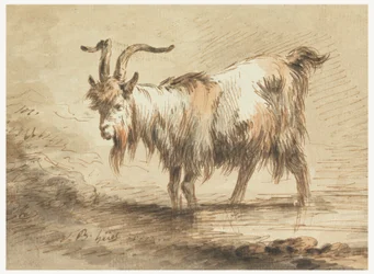 Studio di una capra