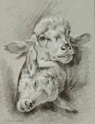Studio di due pecore, 1768