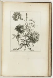 Bouquet legato (Les Petits Bouquets)