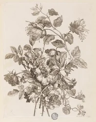 Tavola da "Le Livre de toutes sortes de fleurs d